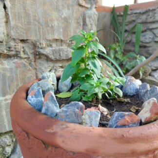 Terracotta Planter