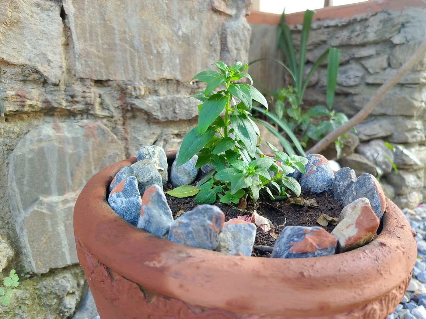 Terracotta Planter